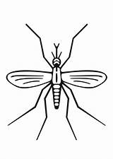Mosquito Coloring Clipart Easy Insect Cliparts Clip Transparent Large Webstockreview Library sketch template