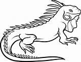 Iguana Coloring Drawing Pages Outline Clipart Printable Colouring Kids Animal Color Getdrawings Dominant Male Large Print Cliparts Clipartmag Printablecolouringpages sketch template