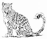 Leopardo Léopard Guepard Precious Coloriages Guépard Authentique sketch template
