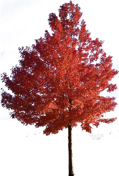 red tree clipart clipground