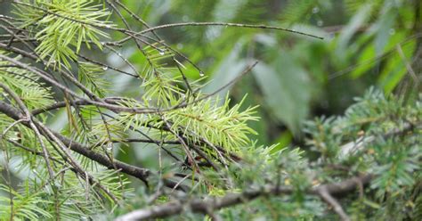 fir needles  problems  plants