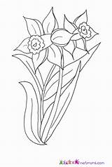 Daffodil Coloring Welsh Pages Colouring Daffodils Davids Uncategorized Clipart Books Last Library Print sketch template