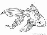 Fish Saltwater Pages Coloring Getcolorings Color sketch template