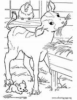 Cows Calf Calves Fazenda Sketches sketch template