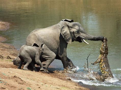 heart to heart sri lanka crocodile attacks an african elephant very rare incident