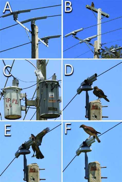 correctly retrofitted power poles   phase pole    scientific diagram