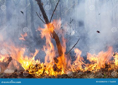 bush fire destroy tropical forest stock photo image  nature tree