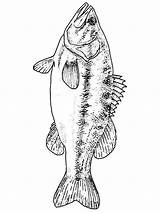 Fish Largemouth Mycoloring sketch template