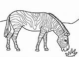 Zebra Coloring Pages Kids Printable Print Color Animal Bestcoloringpagesforkids Sheets Animals Zebras Choose Board sketch template