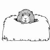 Burrow Coloring Pages Template Groundhog Choose Board sketch template