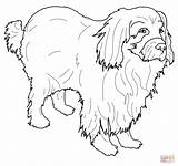 Newfoundland Coloring Dog Pages Printable Super Getcolorings Visit Drawing sketch template