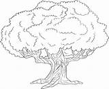 Coloring Pages Tree Redwood Getdrawings sketch template