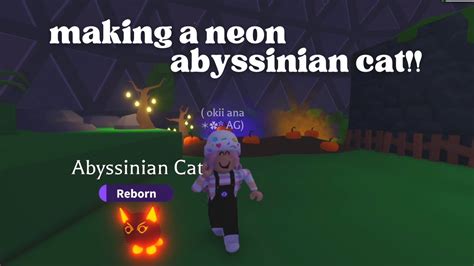 making  neon abyssinian cat adopt  youtube