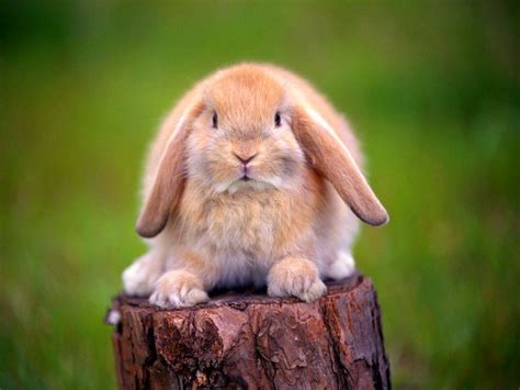 imagenes de conejos fotografia conejos orejas caidas
