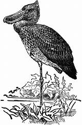 Clipart Stork Shoebill Billed Shoe Etc Feeds Muddy Creatures Storks Bird Related Water sketch template