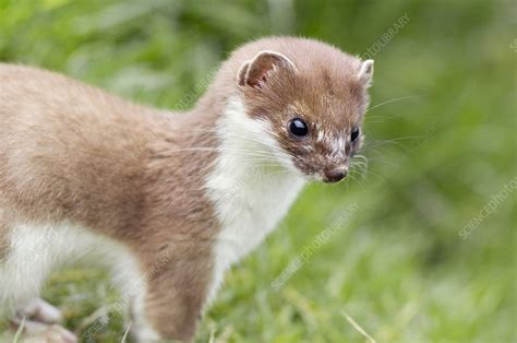 stoat stock image  science photo library
