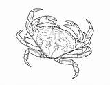 Krab Crabe Crabs Kolorowanki Buey Colorear Horseshoe Dungeness Dzieci Bestcoloringpagesforkids Supercoloring Coloriages Mascaras Wydruku sketch template