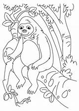 Sloth Faultier Ausmalbilder Leniwiec Leniwce Kolorowanki Q1 Kolorowanka Malvorlagen Familie ähnliche Sloths sketch template