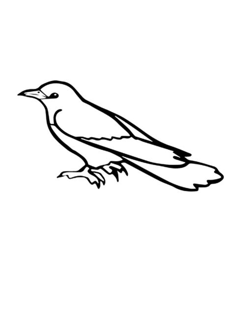 common cuckoo bird coloring pages coloring sky