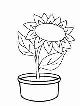 Bunga Matahari Sketsa Pelajarindo Sederhana Menggambar sketch template