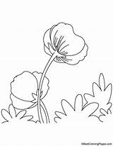 Coloring Opium Poppy Pages sketch template