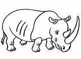 Rhino Sumatran Rhinos sketch template
