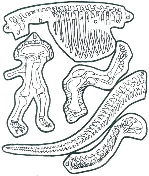 dinosaur skeleton coloring pages  getdrawings