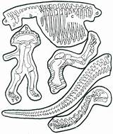 Coloring Pages Dinosaur Color Skeleton Bones Getcolorings Print Getdrawings Printable sketch template