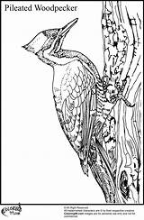 Woodpecker Coloring Pages Pileated Bird sketch template