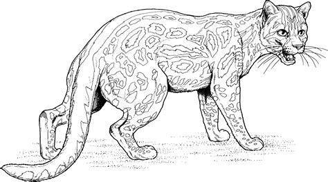 cat coloring page margay cat big cat rescue