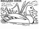 Coloring Duck Mallard Pages Meme Color Drawing Wood Actual Advice Dog Hunting Coon Ducks Printable Ducklings Way Make Getcolorings Getdrawings sketch template
