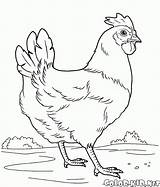 Huhn Colorkid sketch template