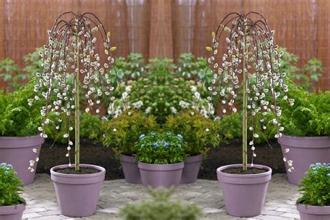 2 Weeping Pussy Willow Trees Deal Wowcher