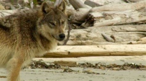 My Quest With Dad To Film Wild Wolves On B C Coast Huffpost Canada