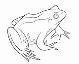 Rana Frosch Amphibien Sapo Sapos Ausmalbild Pintar Frogs sketch template