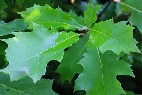 red oak leaf  ontario native plant nursery container grown