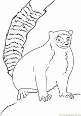 Lemur Tailed Coloringpages101 sketch template
