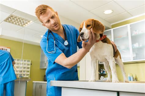 tips  choosing  veterinarian greatwood veterinary hospital