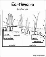 Earthworm Earthworms Diagrams Worm Labeled Worms Abcteach sketch template