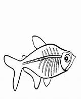 Fish Ray Coloring Kids Popular Disimpan Dari sketch template