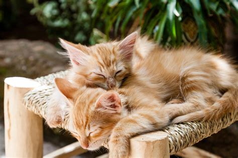 7 Znaků Lásky A Oddaností Vaší Kočky Radaveterináře Cz