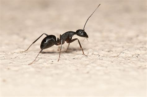 ant control services ant removal services ant control oakville