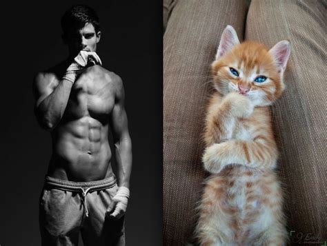 33 chats passés maîtres dans l art de poser comme les mannequins
