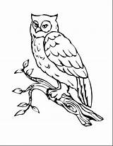 Owl Coloring Pages Printable Template Horned Great Bird Drawing Kids Branch Outline Print Birds Realistic Barn Book Preschool Owls Templates sketch template