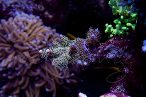 reefsponges  reefreef saltwater  reef aquarium forum