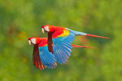 parrots flying   rainforest xcitefunnet