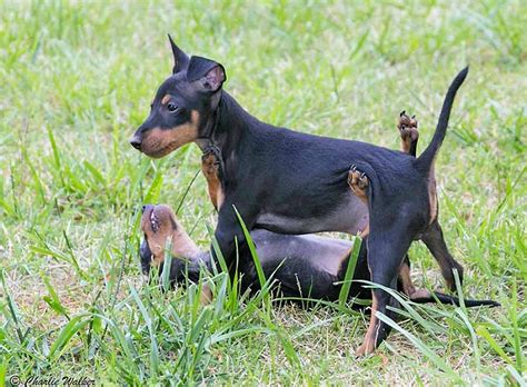 toy manchester terrier info temperament puppies pictures