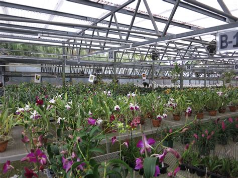 visiting r f orchids in homestead florida brooklyn orchids