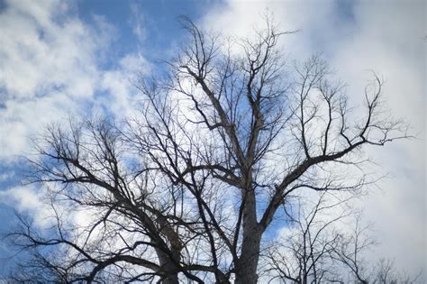 leafless trees  cloudy blue sky  stock photo