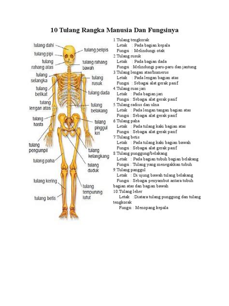 tulang rangka manusia  fungsinya